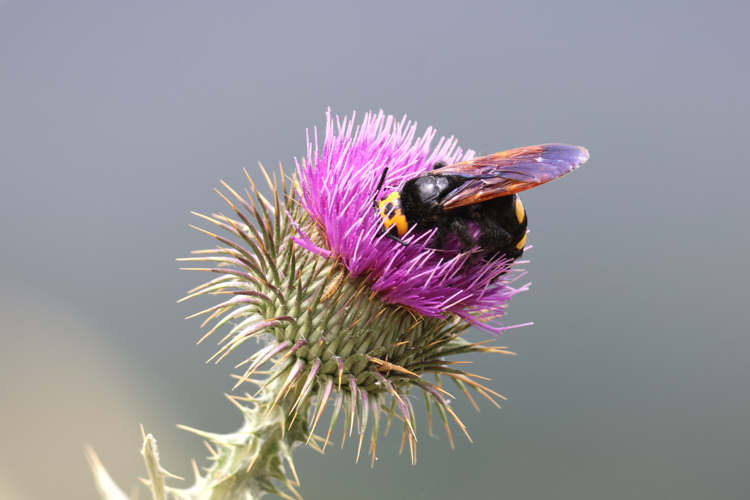 Scolie des jardins &copy; Sébastien BONTEMPS