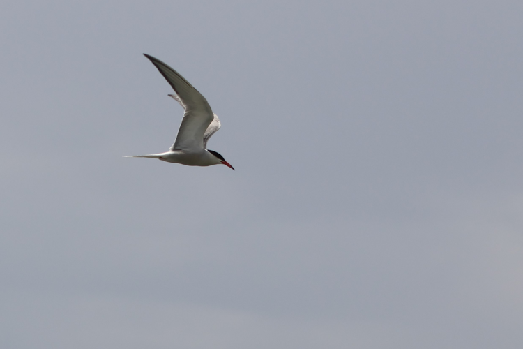 Sterne &copy; Sébastien BONTEMPS