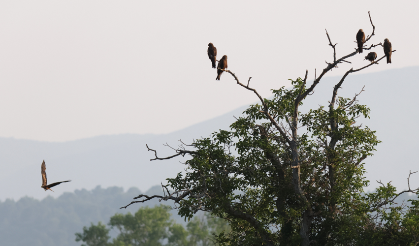 Perchoir à Milans &copy; Sébastien BONTEMPS