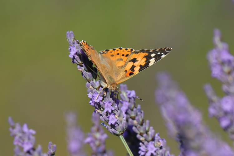 Belle Dame &copy; Sébastien BONTEMPS