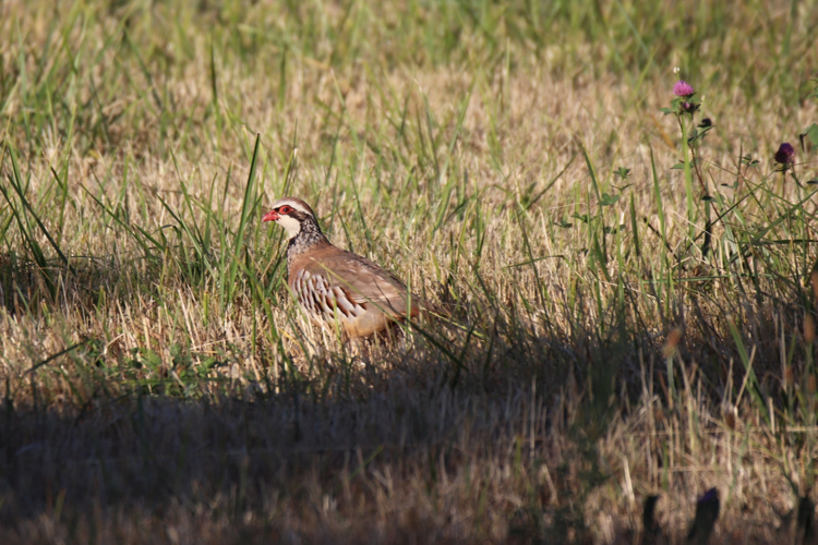 perdrix rouge &copy; Sébastien BONTEMPS