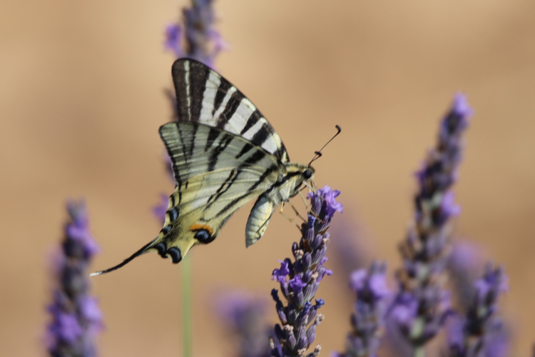 Flambé &copy; Sébastien BONTEMPS