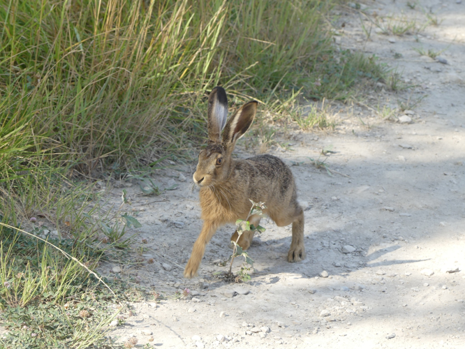 Lièvre &copy; Sébastien BONTEMPS