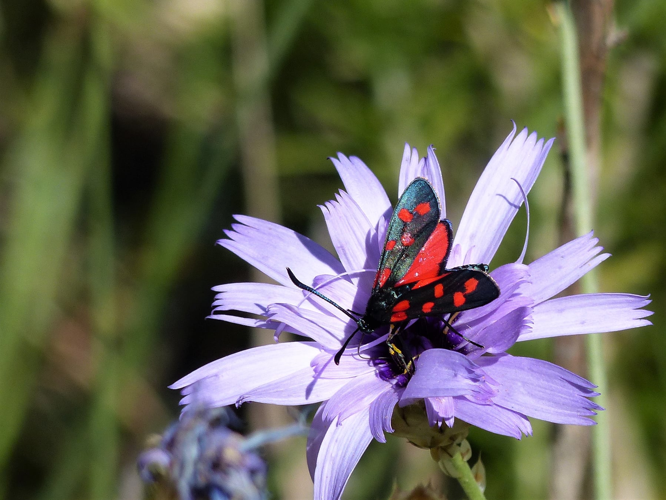 Zygène de la Filipendule &copy; Sébastien BONTEMPS