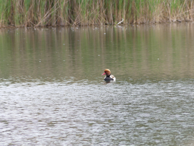 Nette rousse &copy; Sébastien BONTEMPS