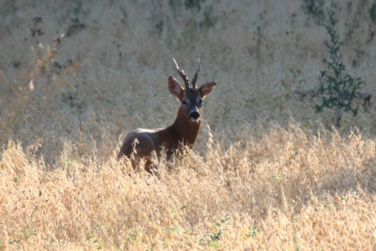 Chevreuil &copy; Sébastien BONTEMPS