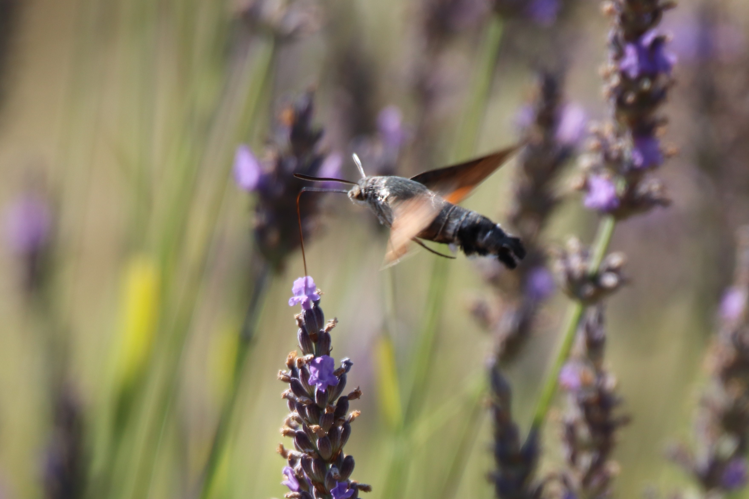 Moro Sphinx &copy; Sébastien BONTEMPS