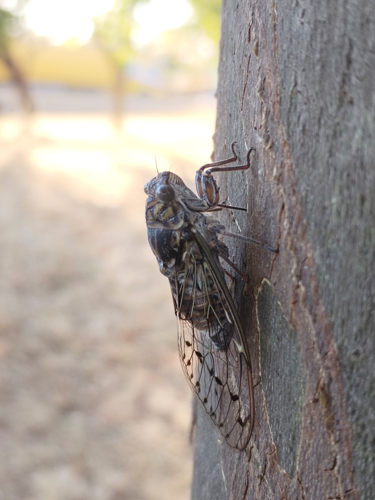 Cigale &copy; Sébastien BONTEMPS