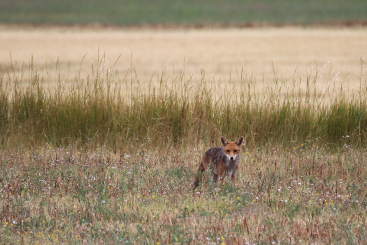 Renard &copy; Sébastien BONTEMPS