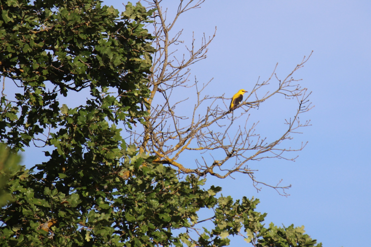 Loriot &copy; Sébastien BONTEMPS