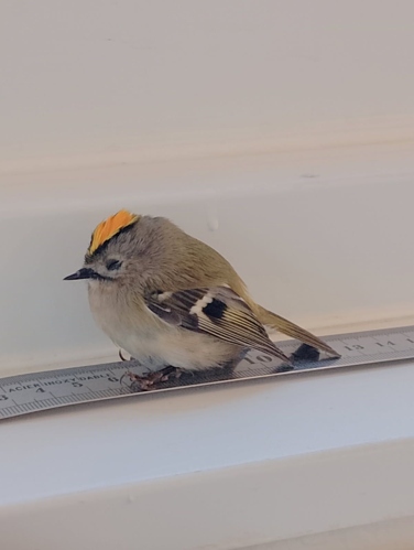 Roitelet &copy; Gentiane PERSAT