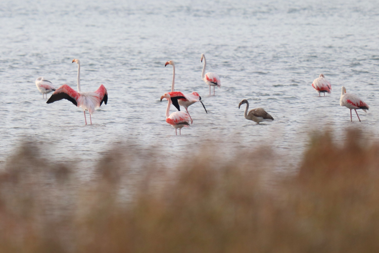 Flamants &copy; Sébastien BONTEMPS
