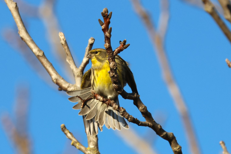 Serin cini &copy; Sébastien BONTEMPS
