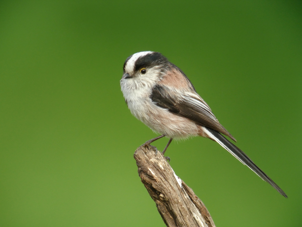 Mésange à longue queue &copy; 